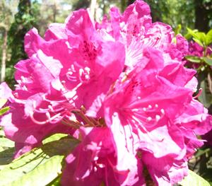 Природа 364.jpg